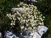 24 Piccoli fiori nella roccia